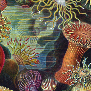 Darwin Day: The Plausibility of Life - MIT Events